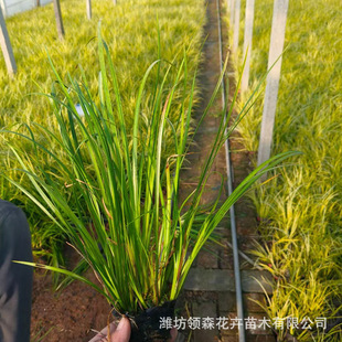 Various Specifications of Gold Leaf Calamus, Perennial Evergreen Herbaceous Flower Bed Aquatic Plants, Garden Flower Border Calamus