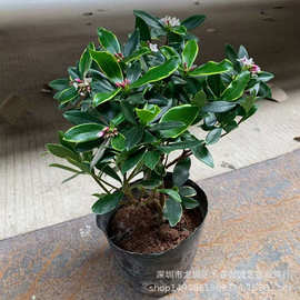 金边瑞香盆栽浓香型耐寒老桩盆景大苗室内花苗冬季开花好养易开花