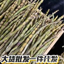 优品铁皮石斛鲜条500g霍山现采摘五年生基地药材直销新鲜一件代发