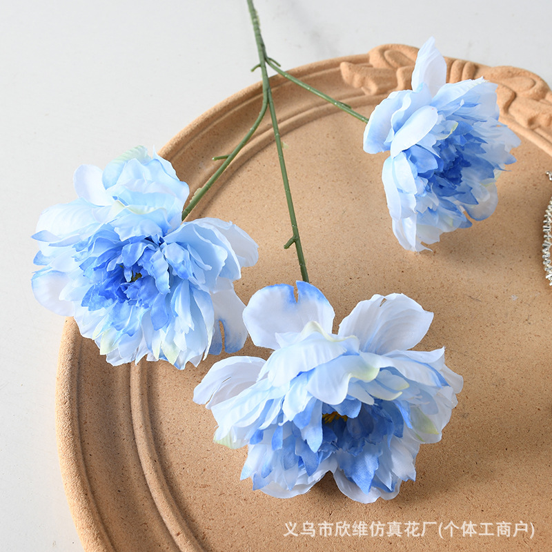3头芍药蓝色