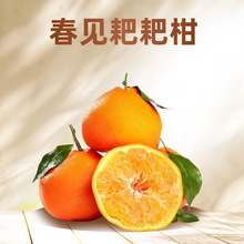 摘春见耙耙柑斤粑粑柑大果丑柑桔橘子甜当季新鲜水果整箱包