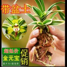 兰花苗浓香金边兰花 达摩冠 室内浓香型 超香花四季开花厂家直销