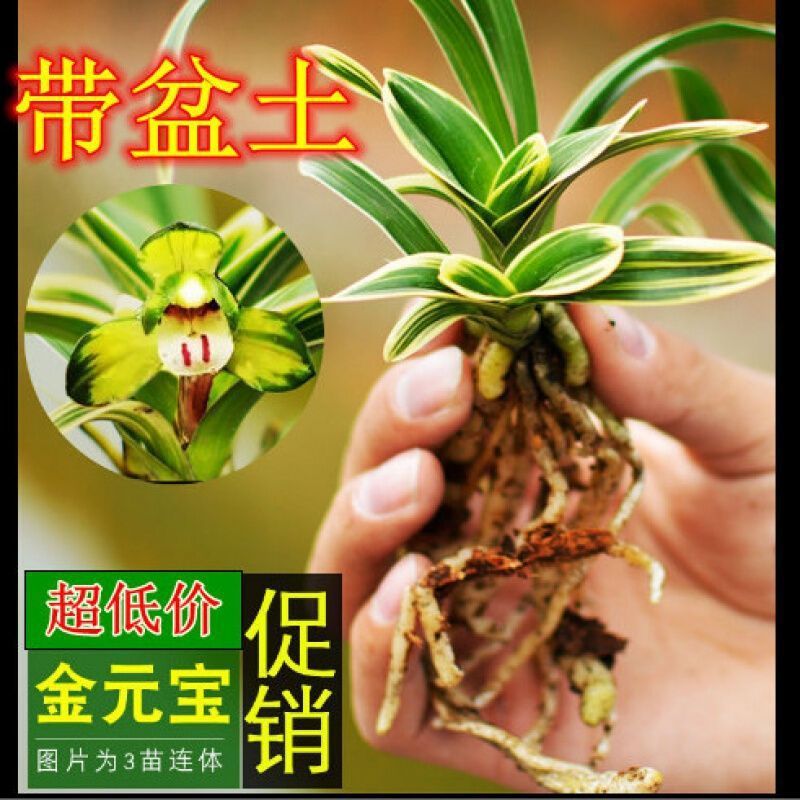 兰花苗浓香金边兰花 达摩冠 室内浓香型 超香花四季开花厂家直销