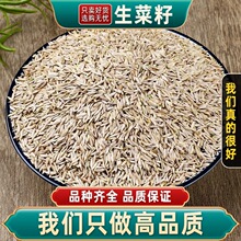 大田种植白生菜籽新货籽粒厚实干净无沙土独立密封袋装罐装实惠组