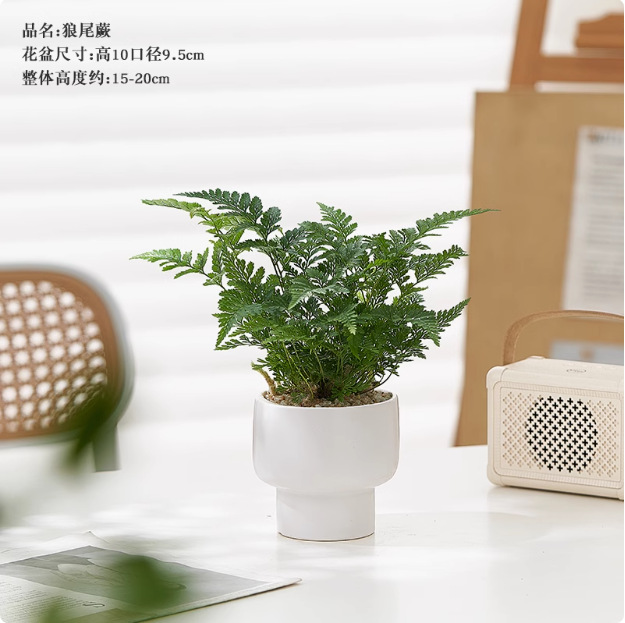 Salón de estar, escritorio de estudio, plantas verdes, resistencia al frío, resistencia a la sombra, fácil mantenimiento de hoja perenne.