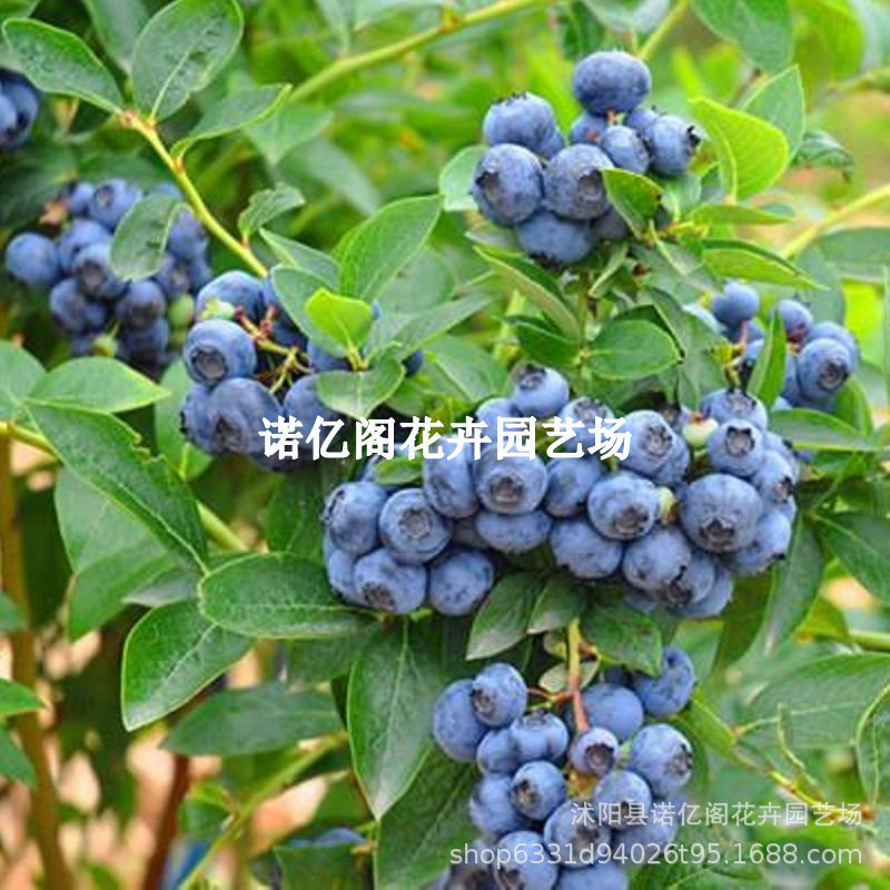 莱格西蓝莓苗南北方庭院地栽种植特大蓝莓树果苗阳台盆栽当年结果