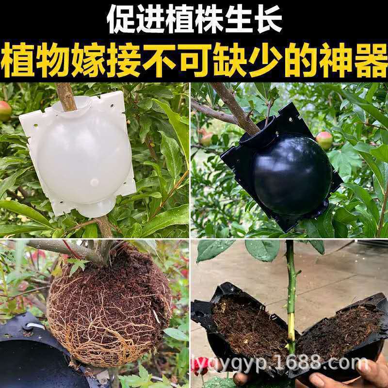 高压嫁接用什么泥土,果树包泥土嫁接,耙耙柑(第2页)_大山谷图库