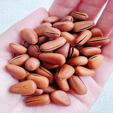 东北开口红松子新货手剥休闲零食干果即食网红坚果大礼包炒货年货