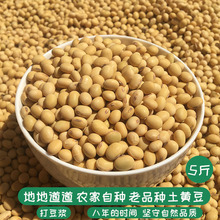 新黄豆农家自种非转基因打豆浆专用大豆老品种土笨肾形小黄豆5斤