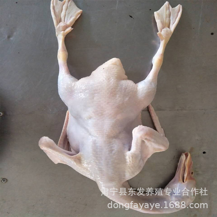 老鸭、老鸡、老麻鸭、樱桃谷肉鸭、北京烤鸭用鸭胚子、