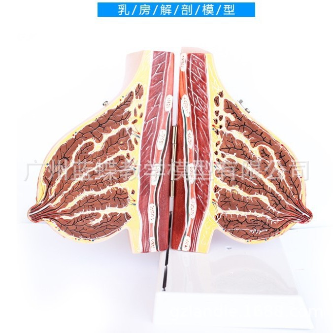 �鷿ģ����ģ���ز�����ģ�;�ֹ�ڲ�����Ů���鷿�ṹ��ҽѧ��ѧ