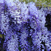 Wisteria seed multi -flower wisteria seeds Potted tree seedlings climbing vine plant hanging flowers seeds forest seed seeds