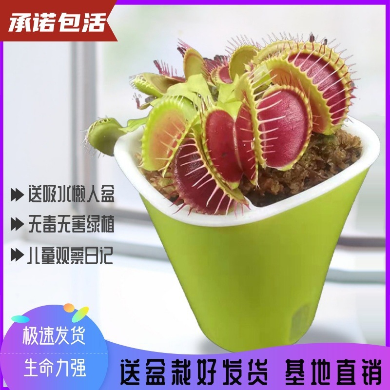 猪笼草小盆栽捕虫草食虫草捕蚊子植物驱蚊食虫捕蝇草室内桌面
