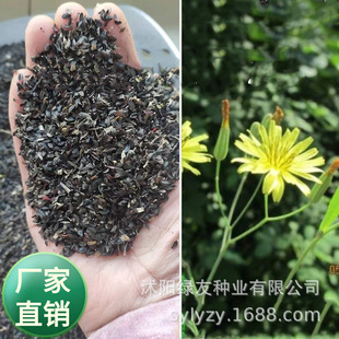 ���lʳ��Ұ��ș�Ŀ��{�˷N�����{�����ݷN���ļ��͟Ό���ݷN��