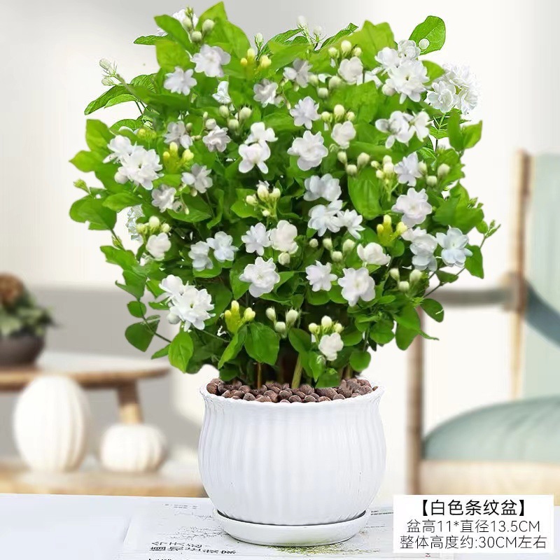 [hot selling] 10 selected jasmine seedlings (large white vertical pattern ceramic pot) with free nutritional fertilizer
