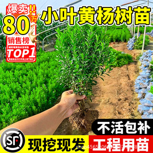 С�~�S���������S���編�������綬�����߅�S��ͥԺ�G�h����