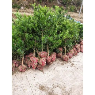 Podocarpus Saplings, Large Parrot Tongue Courtyard House Balcony Floor Planting, Can Be Shaped Indoor and Outdoor Potted Bonsai Green Plants