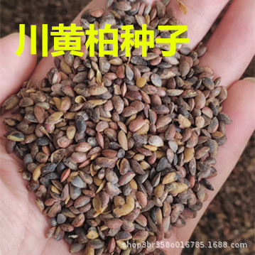 黄柏树种子中草药刺黄檗元柏檗木檗皮中药材川黄菠萝籽树苗关黄柏