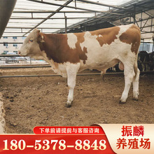 改良西门塔尔牛牛苗牛犊活体 肉牛犊种牛育肥牛 繁殖小母牛小牛崽