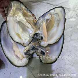 诸暨天然淡水爱迪生蚌自己开活蚌取蚌壳鲜活河蚌diy直播基地直发