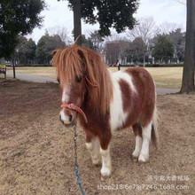 С�R�Bֳ�S�� ���R�Ўׂ�Ʒ�N���^�T�˵±����R �O���m���R��܇�R