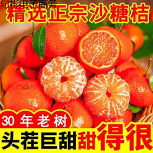 现摘现发广西无籽砂糖橘当季新鲜水果橘子沙糖桔子超甜皮薄