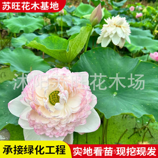 Edible Lotus Root Seedlings, Pond High-Yielding Large Edible Lotus Seedlings, Ornamental Lotus Root Seedlings, Lotus Root Seedlings