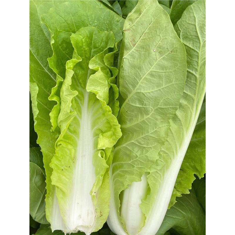 秋冬季蔬菜种子大全菠菜香菜小白菜种籽四季荠菜芹葱韭种孑菜籽种