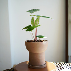 TeeUM韓式簡約水泥花盆創意個性新款網紅ins盆器帶托盤廠家批發