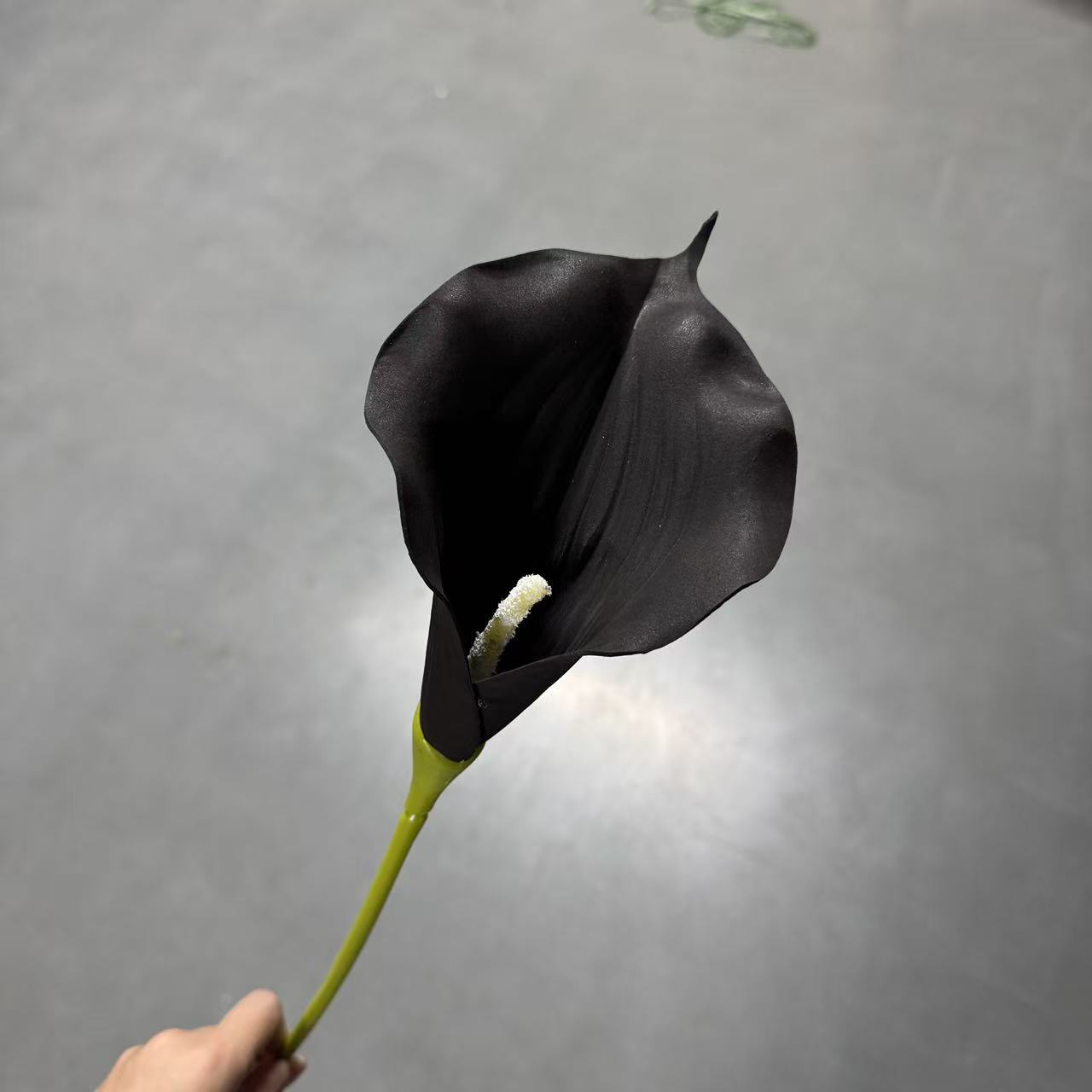 말굽