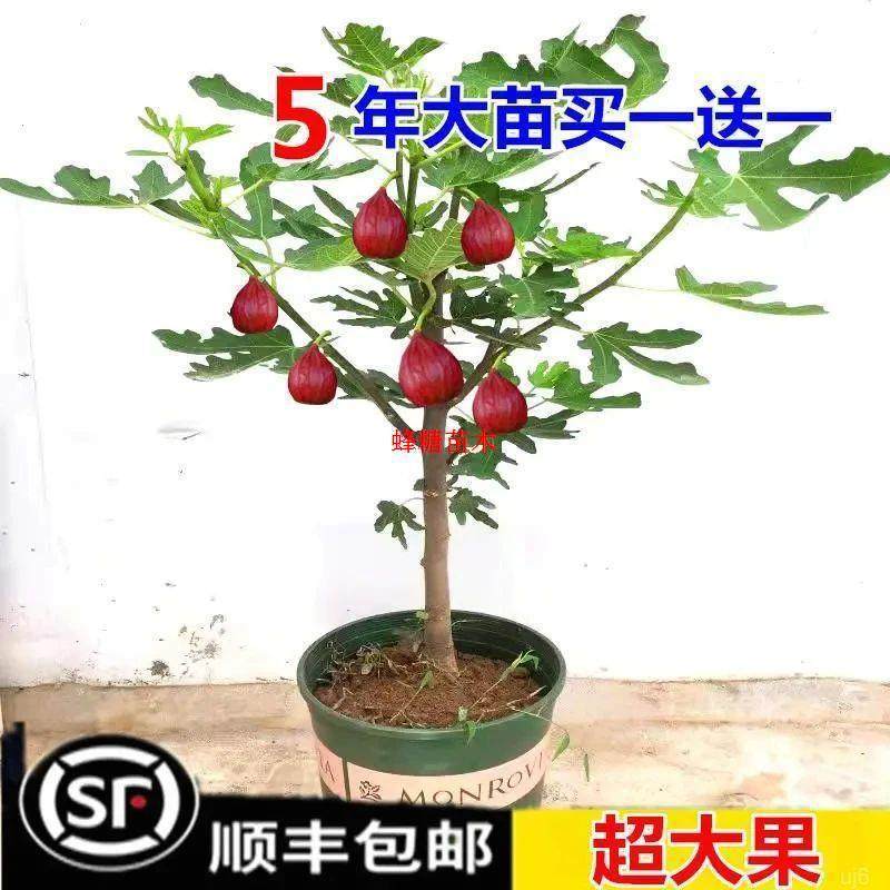当年结果盆栽红阳台地栽特南北方种植大波四季姬无花果树苗水果苗