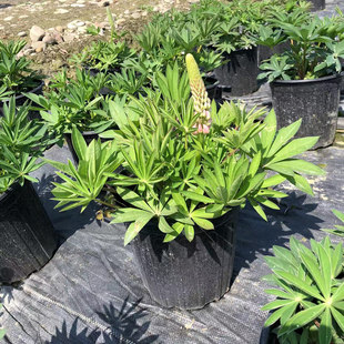 2�Ӂ������������� ���I�� ���~���ȶ� �ɶ��@�־G����������ֲ��