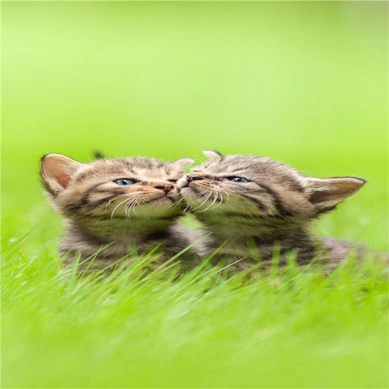 芭蕉杆秸秆牛羊碎草颗粒机 鱼饲料膨化制作设备 狗粮机高产量