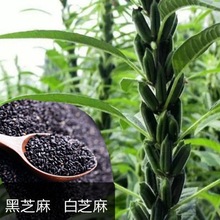 黑芝麻种籽 自产 太空黑巨芝麻 高产白芝麻种子含油量高大田