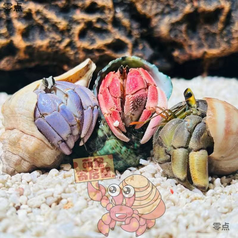 陸生ヤドカリ 初心者向けペット 生物 淡水 デスクトップ パープル ランド グレー ホワイト ダークパープル 観賞用カニ 怠惰なペット|undefined