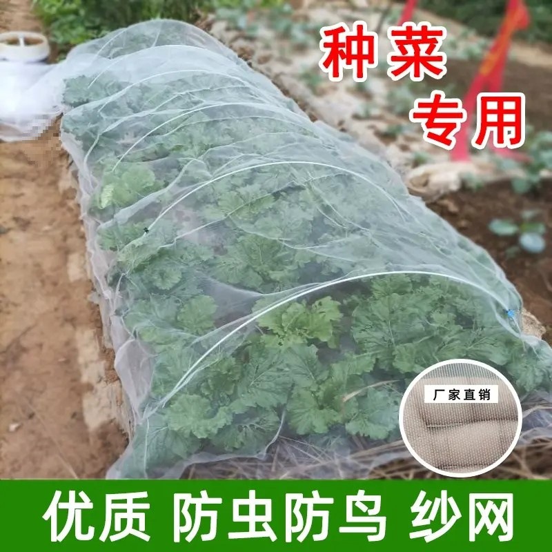 种菜防虫网菜地防鸟纱网樱桃防鸟罩大棚蔬菜农用防鸟用网加密