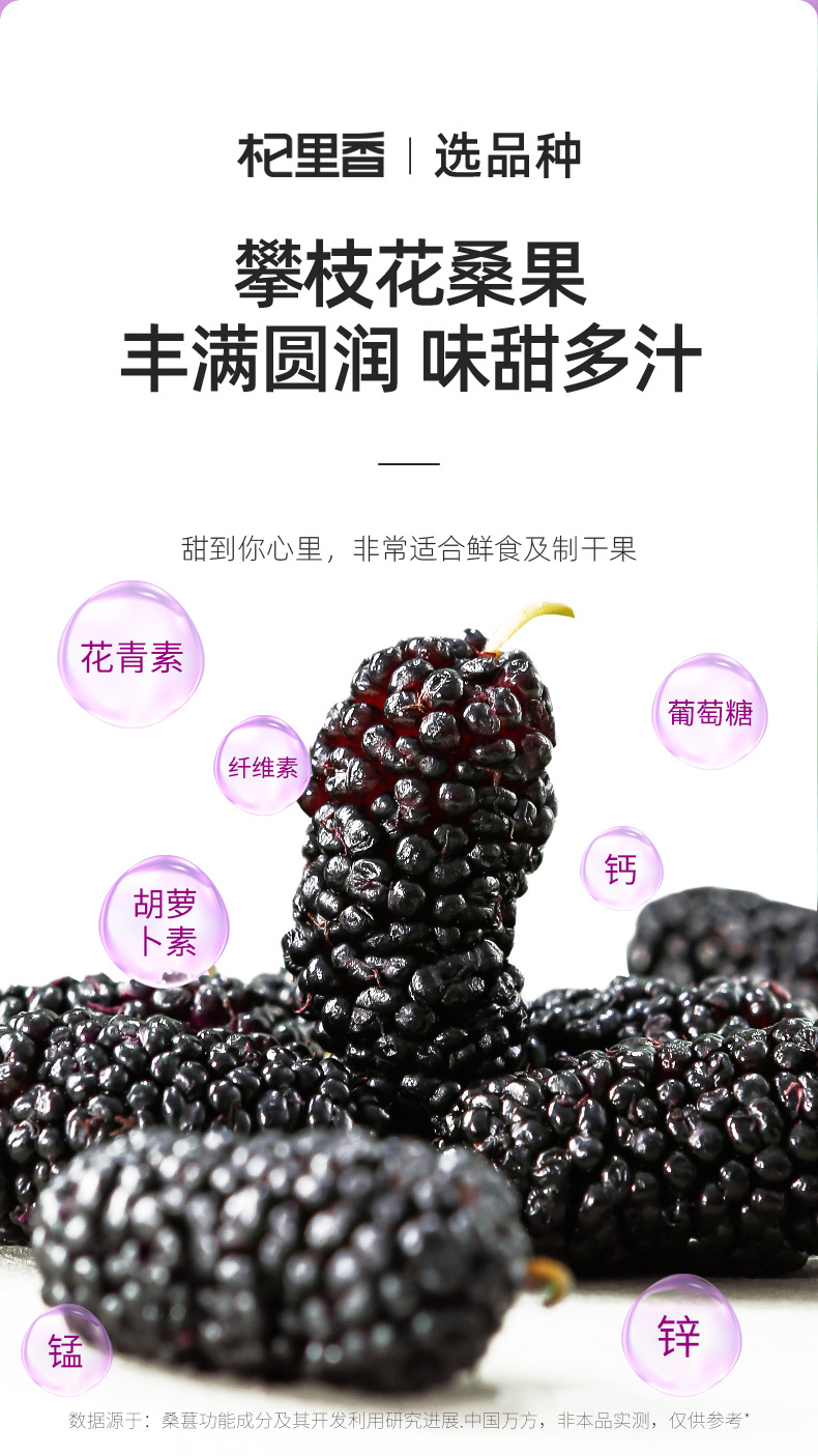 Dried Mulberry Fruit 250g Jar Hand Selected Large First Harvest Mulberries for Tea and Wine quality and texture
