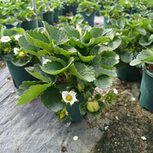 基地直销 0.5加仑盆 草莓盆栽批发果多可食用草莓