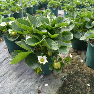 ����ֱ�N 0.5�Ӂ��� ��ݮ�������l�����ʳ�ò�ݮ