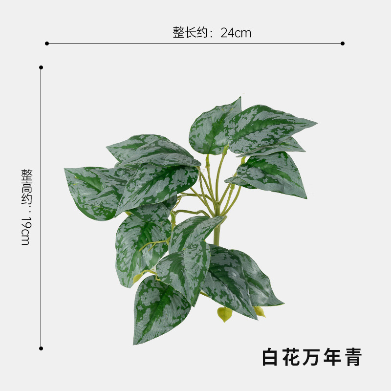 흰 꽃 디펜바키아