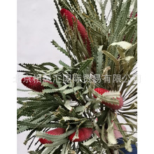 【烛芯班克木】进口干花迷你胡克班克木天然植物拍照装饰插花花束