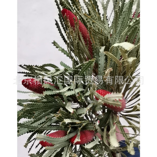 ���Tо���ľ���M�ڸɻ�������˰��ľ��Ȼֲ�������b廨����