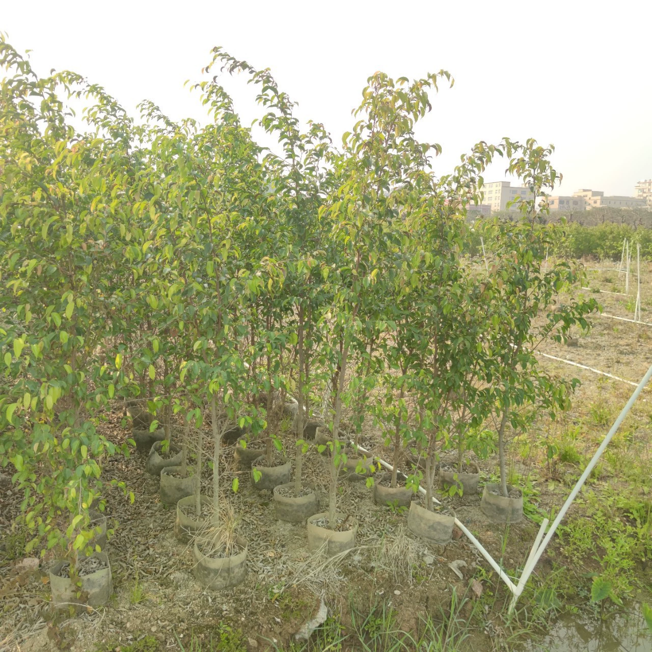 2302 база поставляет около 2 метров саженцев с висячей фикусом