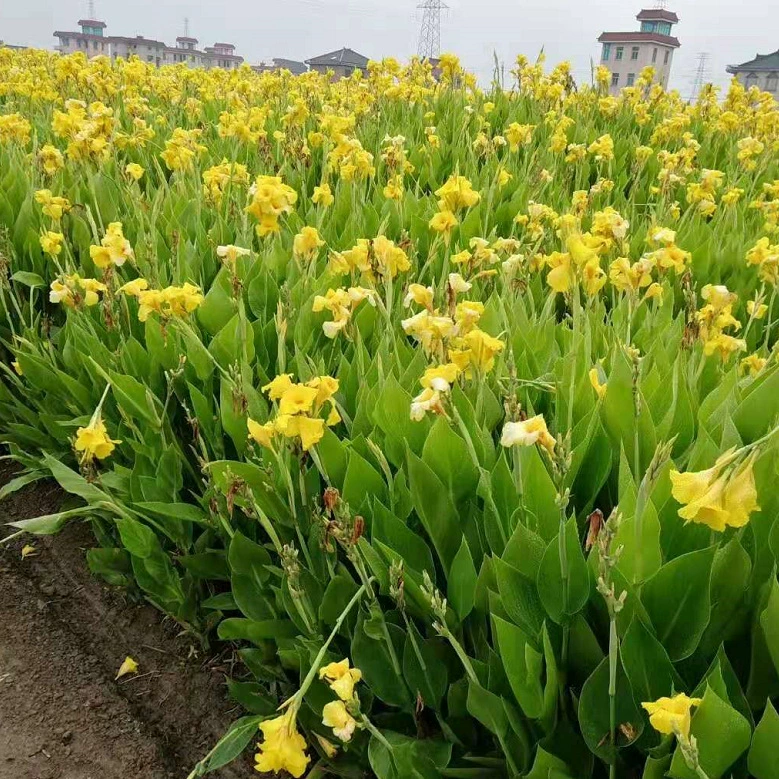 Водные растения желтый Канна сафлор Канна водные розовый Канна фиолетовый лист Канна
