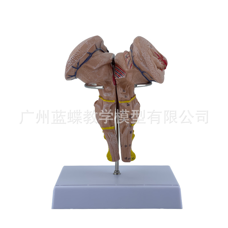 �ԸɷŴ�ģ�����ԡ����š������Լ����Ժ����񾭵Ƚṹ ҽѧģ��