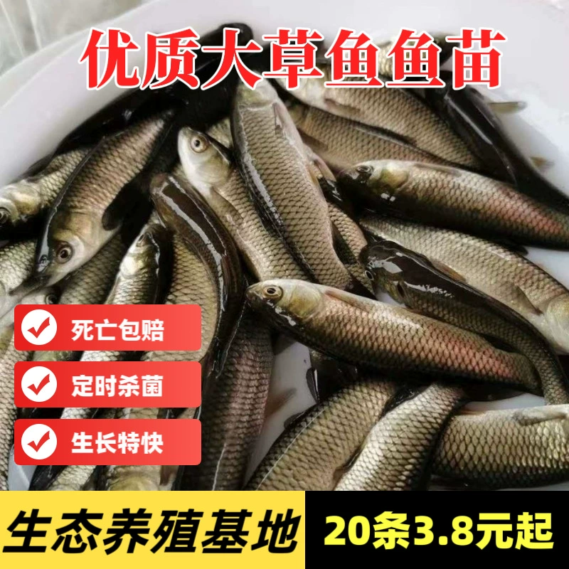 Крупные щенки травяного карпа для пресноводного рыбоводства, съедобные щенки карпа из Аньхуя с хрустящим мясом, половина фунта, 3-30 щенков оптом, высокая выживаемость.