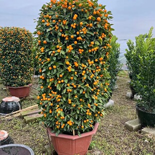 ����ֱ�N�����ļ�������������������l����ֲ��������������l