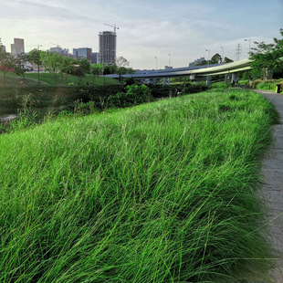 Slope Protection, Soil Fixation, Heat and Drought Resistance, Broad-Leafed Echinochloa Frumentacea, Broad-Leafed Grass Seeds, Baixi Grass Seeds, Greening Grass Seeds