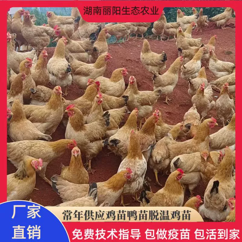 Живые цыплята на продажу, желтые куры из Аньхой, горные куры свободного выгула, бесплатная поддержка технологий разведения.