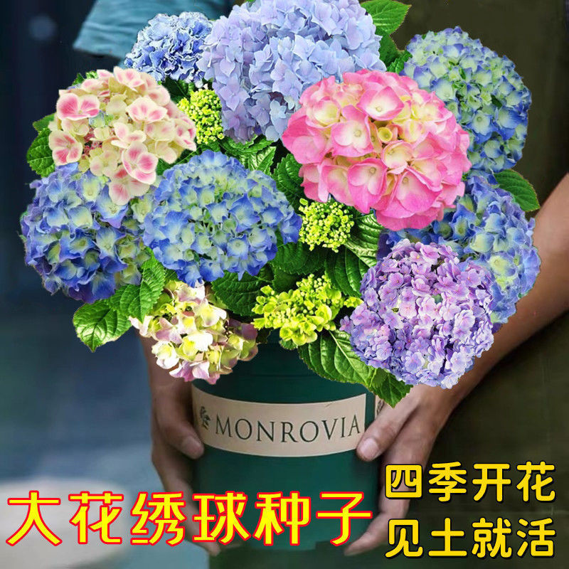 Hạt giống hoa cẩm tú cầu Hạt giống hoa cẩm tú cầu được gieo vào tất cả các mùa và nở hoa quanh năm Vườn ngoài trời dễ sốnghạt giống hoa
